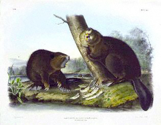 Beavers