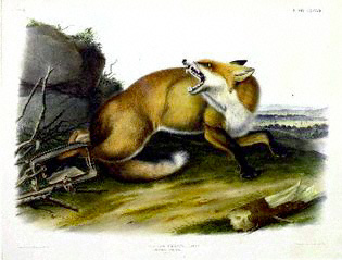 Fox