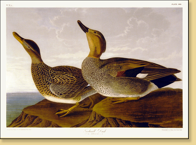 Gadwall Duck