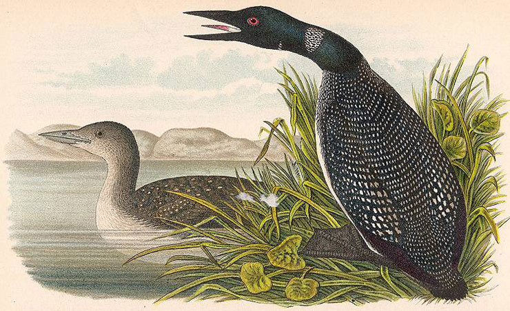 Loons