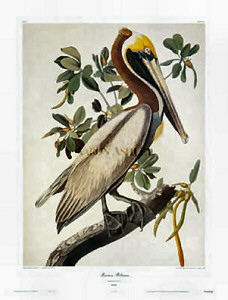 Pelican