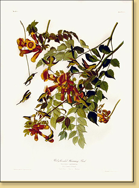 Ruby Throated Hummingbird