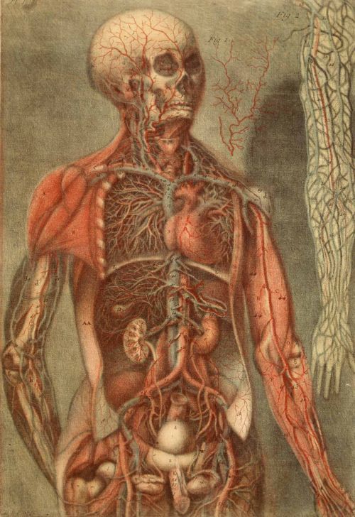 d'Agoty painting, Anatomy of the Parts of a Man and a Woman