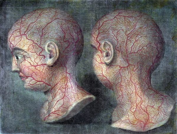 d'Agoty painting, 1.Two heads. Plate from Myology publication, 1746
