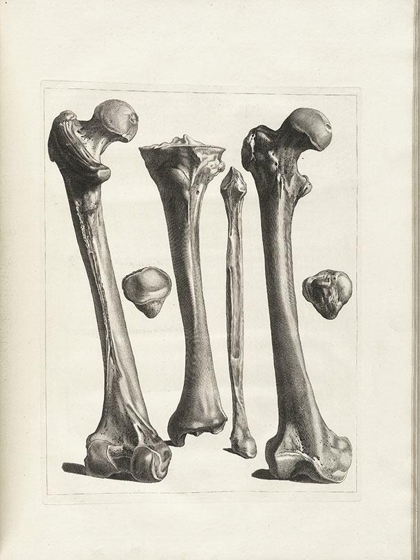 Gamelin painting, Bones
