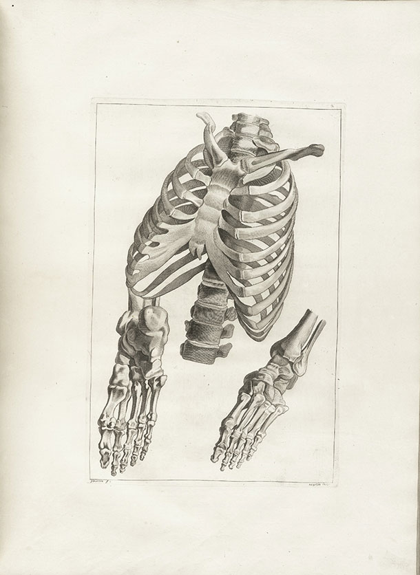 Gamelin painting, Rib Cage