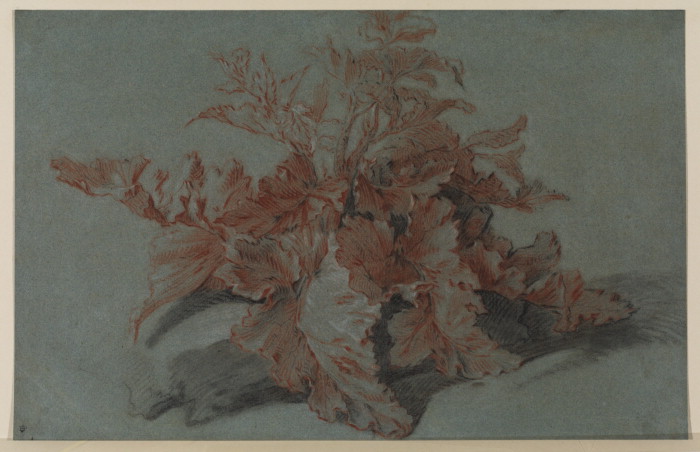 Pillement painting, Plant Study