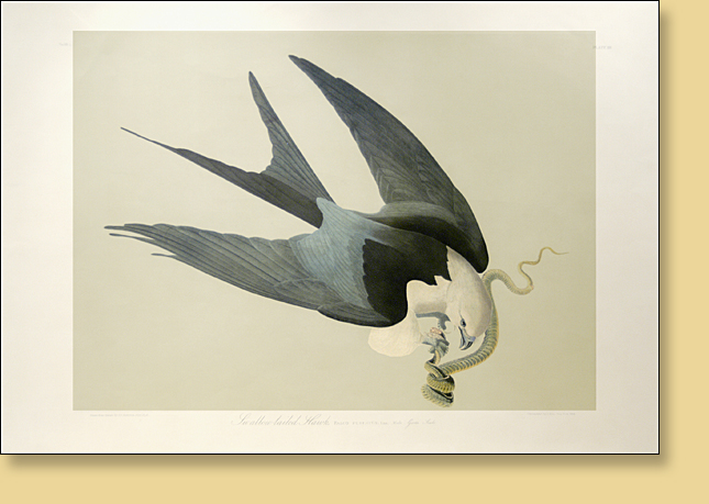Swallow Tailed Hawk