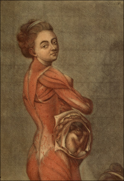 d'Agoty painting, Anatomy of a Pregnant Woman