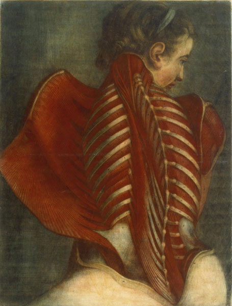 d'Agoty painting, Anatomy of a Woman's Spine