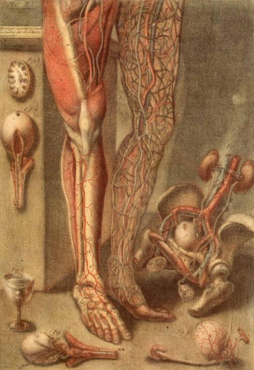 d'Agoty painting, Anatomy of the Parts of a Man and a Woman