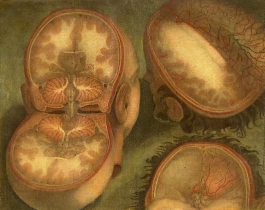 d'Agoty painting, Anatomical cross-section of heads. Plate from the Myology publication, Paris in 1746