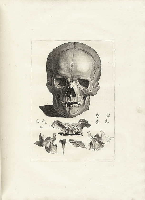Gamelin painting, Skull