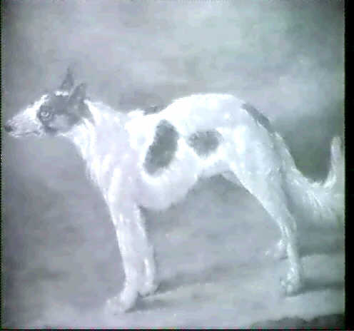 Grooth painting, Portrait of a Dog