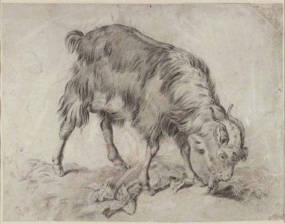 Huet painting, Study of a Goat