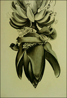Banana Flower No. 1 1935 charcoal drawing