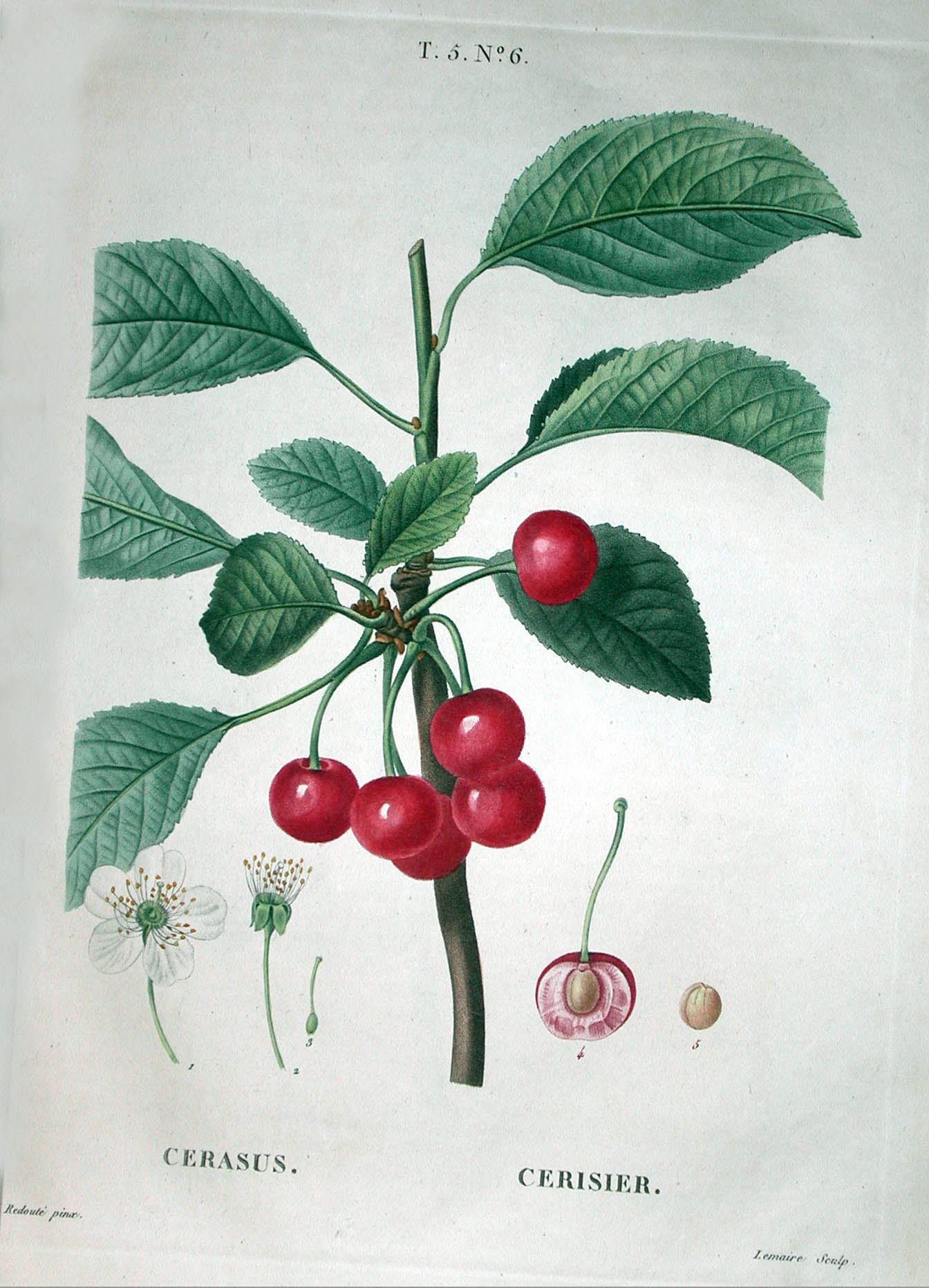 Redoute painting, Cherries 