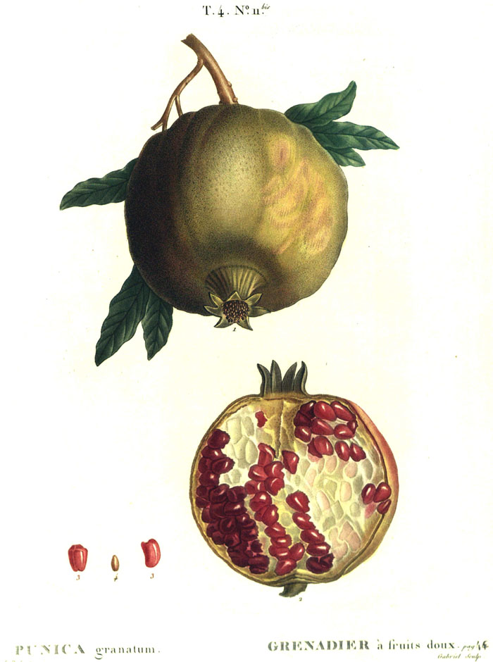 Redoute painting, Pomegranate