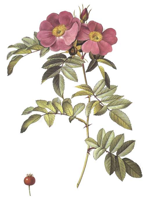 Redoute painting, Roses