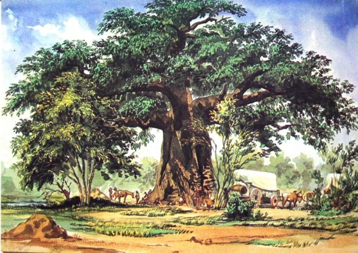 Baobob Tree, South Africa Watercolor 1861