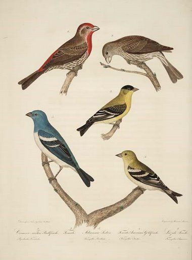 Peale, Plate for American Ornithology